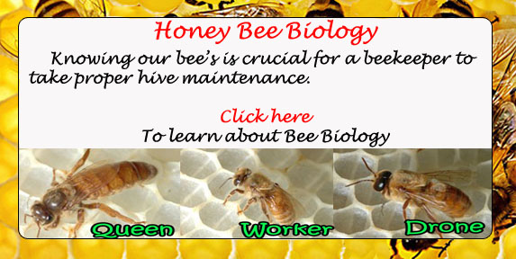 UGA Honeybee Biology