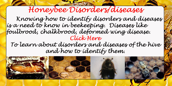 Honeybee diseases and disorders